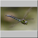Aeshna cyanea - Blaugruene Mosaikjungfer m03c.jpg